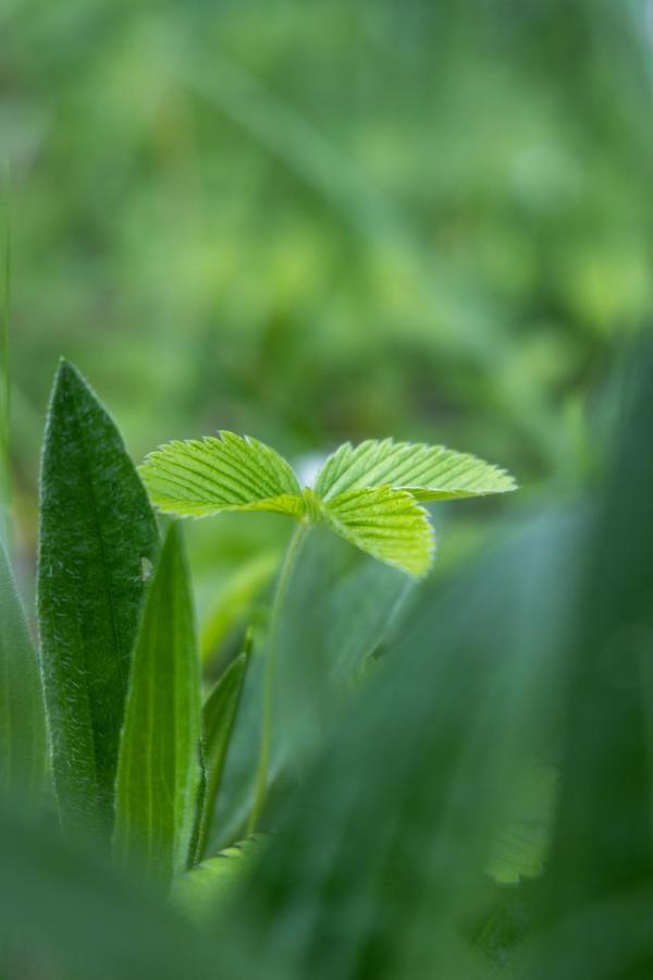 Penzion Alenka วาลติตซา ภายนอก รูปภาพ